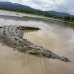 crocodile_american_tar_v_1148_cos2096.jpg